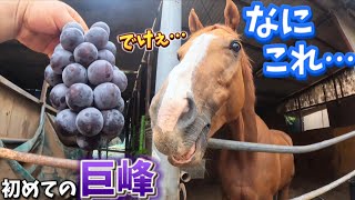 なんだこの小さいのにデカい紫は！！初めて大きなブドウを見た時の引退競走馬の反応がヤバすぎました【ツルマルボーイ様のシモベ】 [upl. by Wrennie]