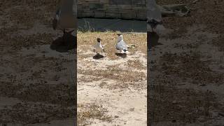 Seagull laughing gull funny eating birds nature birdvideos shortvideo shofts [upl. by Anelagna]