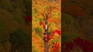 Autumn nature india train [upl. by Copland]