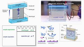 Why Use Polyacrylamide Gels to Separate Proteins [upl. by Olenka299]