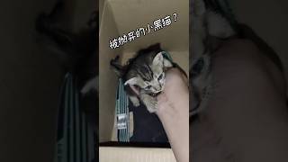 被抛弃的小黑猫⁉ 猫 猫咪 cat [upl. by Ijok]