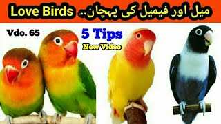 Love Birds male female identification in urduhindi by ARHAM Vdo 65 [upl. by Frodeen722]