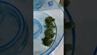 Tortuguitas bebes 😍 shorts viral video [upl. by Orlantha]