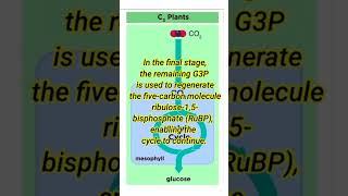 C3 photosynthesis biology infoofscience [upl. by Brittany578]