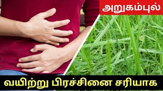 Arugampul JuiceBermuda Grass Juice Recipe  how to identify arugampul arugampul juice for diabetes [upl. by Tristram]