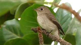 Asian Brown Flycatcher  Muscicapa Dauurica [upl. by Ahsilem]