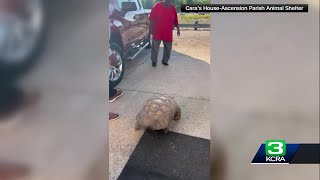 100yearold tortoise Biscuit reunited with family [upl. by Radec]