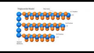 METABOLISMO TRIGLICÉRIDOS Y FOSFOLÍPIDOS [upl. by Gussy976]