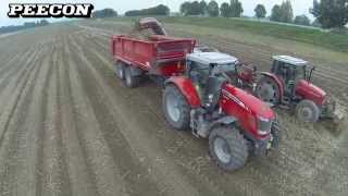 Patato harvest with 2 Peecon Cargo 20000 tipping trailers and Massey Ferguson [upl. by Croix79]