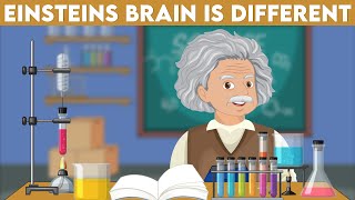 How is Einstein’s Brain Anatomy Different  Complete Guide [upl. by Saree]