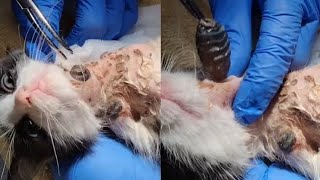 Extraction of flying larvae in cats dogs and squirrels part 00300 wormremoval [upl. by Daniell122]