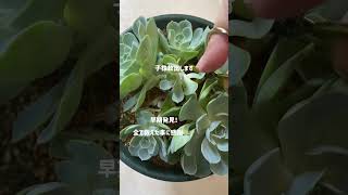 【七福神】ずっと越えられないぶ厚い壁多肉植物 succulent 七福神 [upl. by Aniteb]