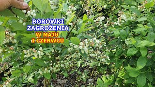 Zagrożenia w uprawie Borówki amerykańskiej w MAJU i CZERWCU [upl. by Egamlat283]