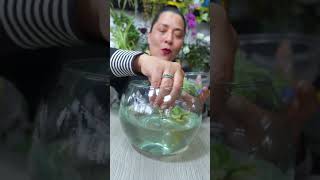 Alternativa para cultivar tus plantas en agua plantas jardin flores [upl. by Dracir432]