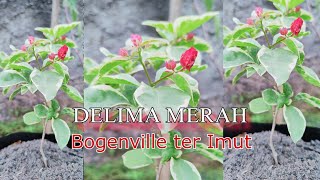 Bougenville Delima Merah  varigata merah [upl. by Atinahs]