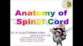 Anatomy of the SPINAL CORD  Dr Yusuf [upl. by Katrine]