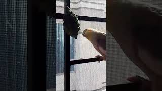 Cockatiel Eating Vegetables cockatiels birds cute parrot funny funnybirbs eating vegetables [upl. by Donelu]