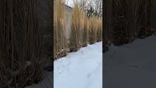 HOW A MOSAIC ARTIST SPENDS A QUIET SNOWY MORNING  while traveling in Colorado [upl. by Adnopoz]