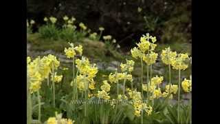 Rare Primula stuartii flowering at Darwa Top during monsoons [upl. by Covell]