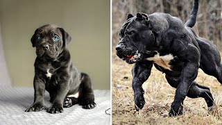 Before amp After Animals Growing Up Incredible Animal Transformations [upl. by Reyem]