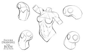 How to Draw the Torso Using the Bean Shape [upl. by Ellita896]