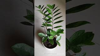 🪴Indoor Plants for Beginners With Price plants indoorplants houseplants pothos [upl. by Buchanan827]