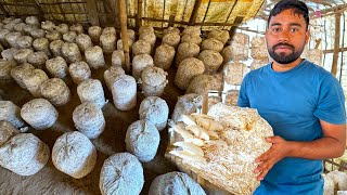 ফার্ম থেকে তাজা মাশরুম এনে রান্না  Farm fresh Oyster Mushroom collect and cooking  villfood [upl. by Assirok]