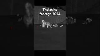 Thylacine Footage 2024 tasmaniantiger thylacine wildlife extinctionisnotforever ambiguousworld [upl. by Lennox610]