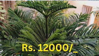 Arrow Carrier TreeARAUCARIA Plant Tree Available  CHRISTMAS TREE  12000 For Sell 03132456402 [upl. by Thagard505]