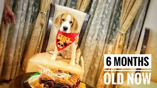 My beagle dog journey from 35 days to 6 months  gabru the beagle [upl. by Crellen797]