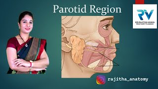 Parotid Region  Parotid Gland Anatomy  NEET PG  NEXTFELLOW APP  FMGE  USMLE  MBBS  BDS [upl. by Rosene851]