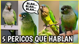 5 PERICOS HABLANDO ¡Los MEJORES  Pericos verdes que hablan [upl. by Anovahs]