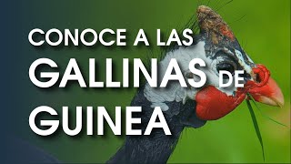 Gallina de guinea 🐔 Características temperamento  historia y más [upl. by Wenz]