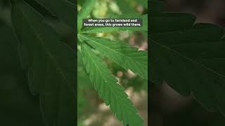 Wild weed Bhang or Hemp Plant [upl. by Rednael]