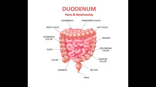 DUODENUM  Parts amp Relationship [upl. by Grimaldi]