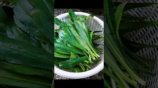 Harvesting​ sawtooth​ coriander​ mikethegardenguy garden gardening howtogrowwintervegetables​ [upl. by Daye414]