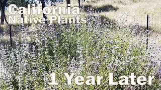 California Native Plants Before amp After 1 Year Update [upl. by Hizar]