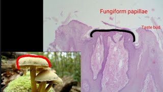 Fungiform papillae  practical Histology [upl. by Auhel]