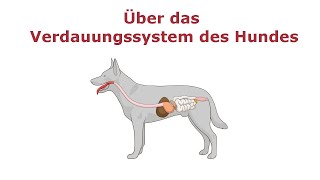 Über das Verdauungssystem des Hundes [upl. by Adiaj290]