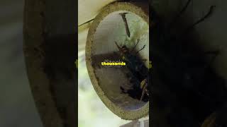 Giant Hornet vs Bees War Natures Epic Battle for Survival 2024 [upl. by Hcurob892]