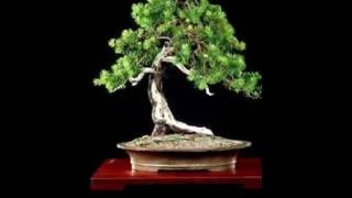 Cryptomeria japonica  Japanese Cedar Bonsai [upl. by Ayitahs716]