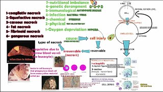 Reversible and Irreversible cell injury necrosis [upl. by Winther376]