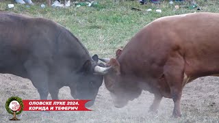 TV PRIBOJ EMISIJA OLOVSKE LUKE KORIDA I TEFERIČ 11082024 [upl. by Kcirdot]