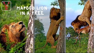 Makhulu Mapogo  Male lion climb a tree to steal food from a leopard [upl. by Cupo]