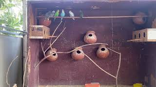 New birds in my aviary  welcome to the family  terrace aviary  birds aviary  birds  Aviary [upl. by Lauber]