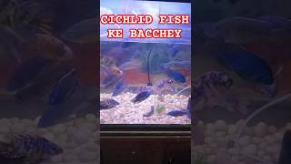 CICHLID FISH KE BACCHEYcichlidaquariumcichlidaquariumscichlidfishcichlidlovecichlidcichlids [upl. by Goulder]