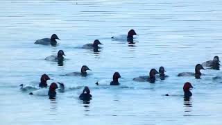 polák velký Aythya ferina samcisamice potápějící se pro potravu  malesfemales diving for food [upl. by Natanoj]