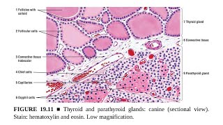 Parathyroid Glands Anatomy and Histology [upl. by Outhe]