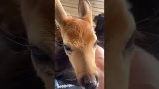 These two dogs found a lost fawn and formed a beautiful friendship afterwards animalshorts [upl. by Wendalyn]