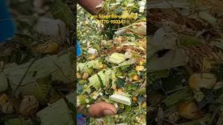 Corn Silage Bangladesh shortvideos corncrop [upl. by Fredette]